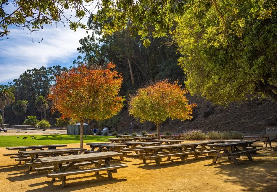 Filas de mesas de picnic y bancos de madera vacíos a la sombra de árboles altos en un parque
