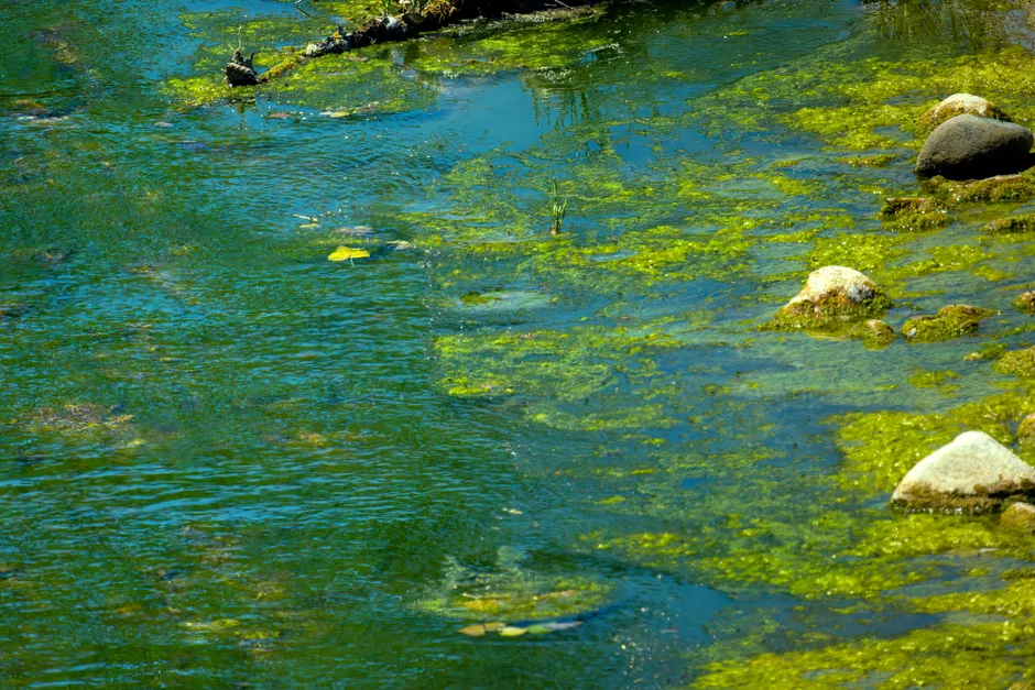 Close-up of a lake's shoreline water covered in thick green and blue-green algae mats and streaks, with a few rocks and a floating branch visible, no people in the frame