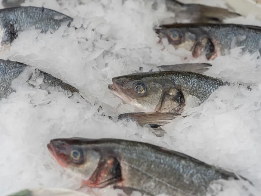 Nahaufnahme ganzer frischer Fische auf zerstoßenem Eis an einem Marktstand, keine Menschen oder Beschilderung sichtbar