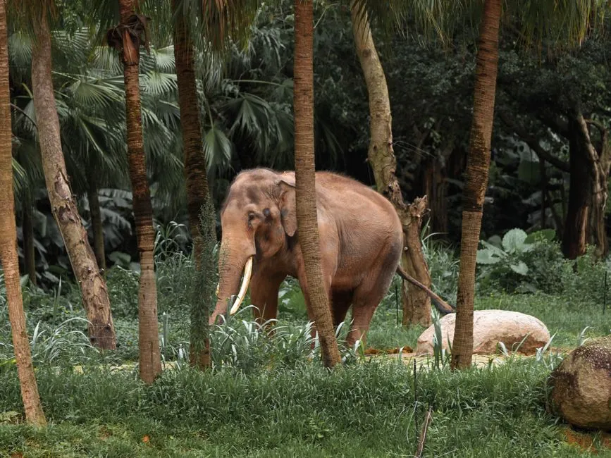 Ein Elefant mit Stoßzähnen läuft durch Gras zwischen Palmen in einem naturnahen Freigehege, keine Gitter, Zäune, Menschen oder Beschilderung sichtbar