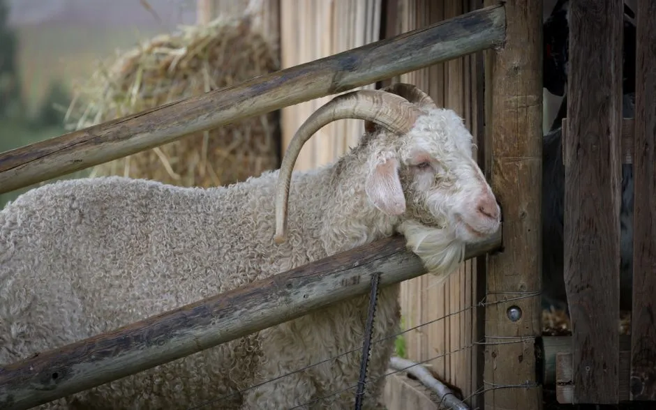 Una cabra Angora de cuernos rizados apoyando su cabeza sobre una valla rústica de madera de granja, con una bala de heno y una estructura de granero de madera oscura difuminadas al fondo