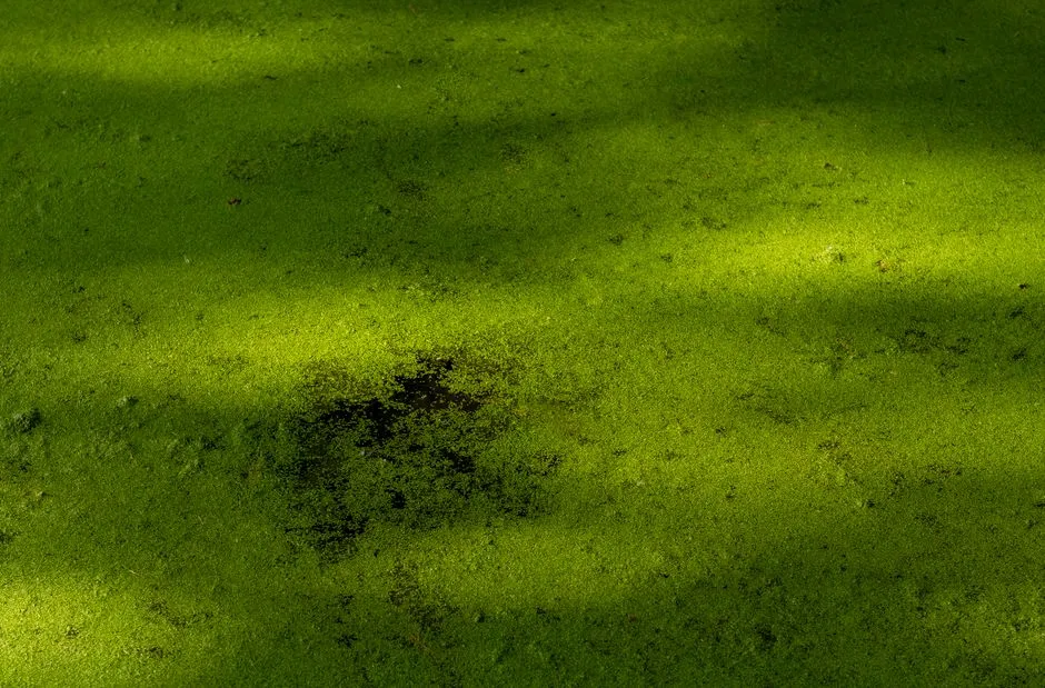 Thick green algae mat covering the entire surface of still water, dappled by light and shadow, no people or text visible