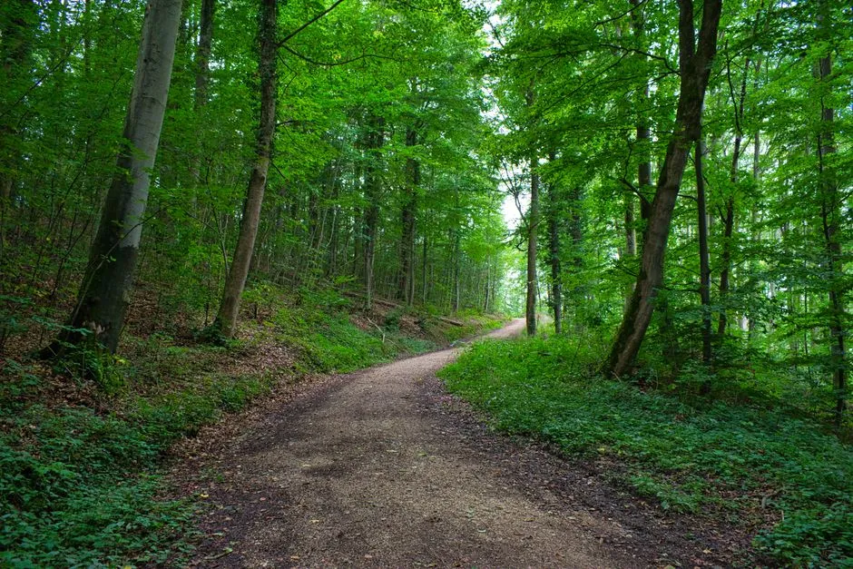 Ein Schotterwaldweg schlängelt sich durch hohe Buchen mit dichtem grünem Unterholz und hohem Gras an den Rändern, gesprenkeltes Licht fällt durch das Blätterdach, keine Menschen sichtbar, typisch für den gemischten Tieflandwald rund um Hamburg