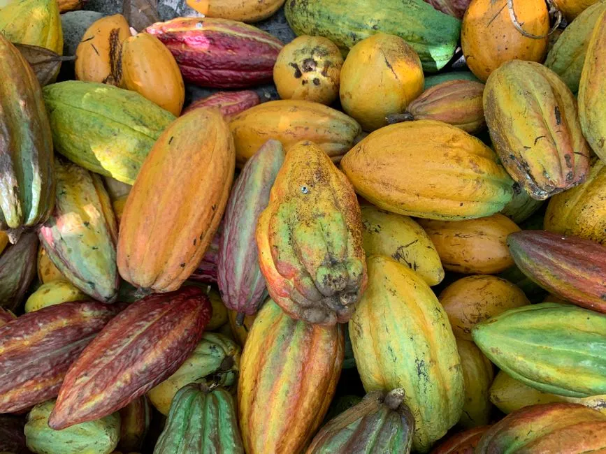 A dense pile of freshly harvested cacao pods in shades of yellow, orange, red, and green, the raw fruit chocolate is made from
